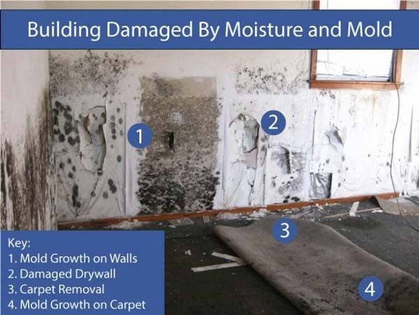 Mold remediation in Naperville, IL